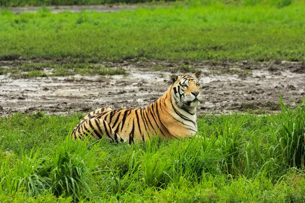 Tigre siberiano caminando por un sendero en el bosque — Foto de Stock