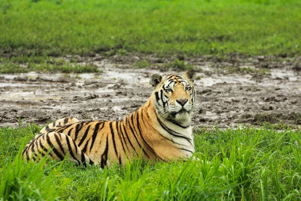 Siberian tiger walking along a path trail in the forest — Stock Photo, Image