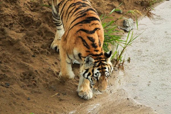 Tygr ussurijský chůzi po stezce cesta v lese Royalty Free Stock Obrázky