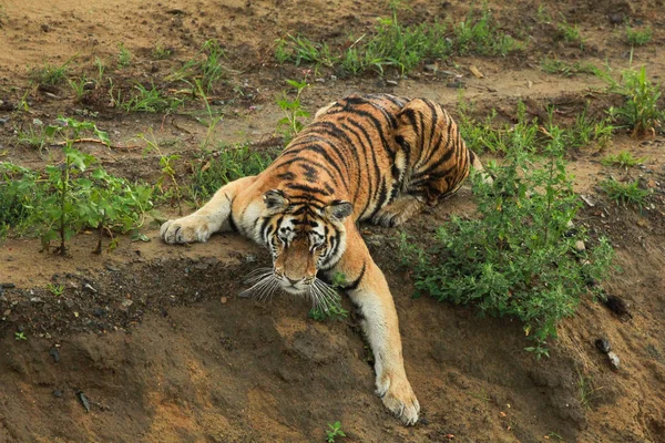 Tygr ussurijský chůzi po stezce cesta v lese Stock Fotografie