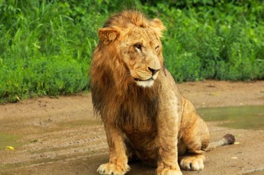Aslan 