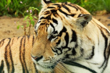 Sibirya kaplanı biraz dinlen