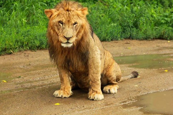 Aslan 
