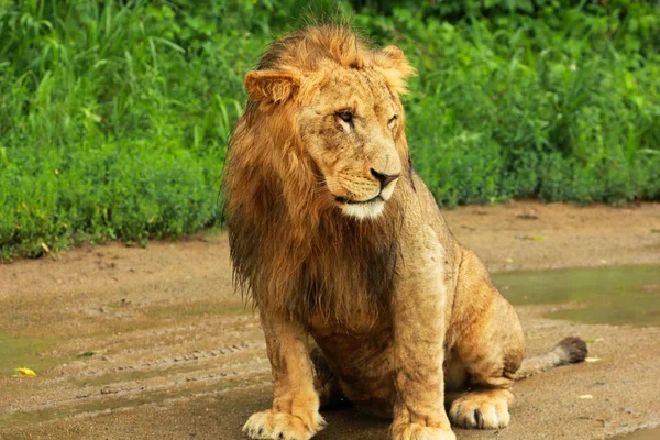 Aslan 
