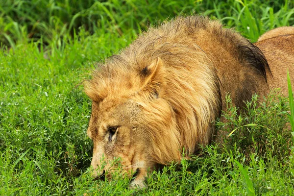 Aslan 