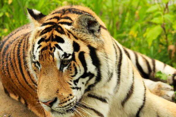 Tigre sibérien se reposer — Photo