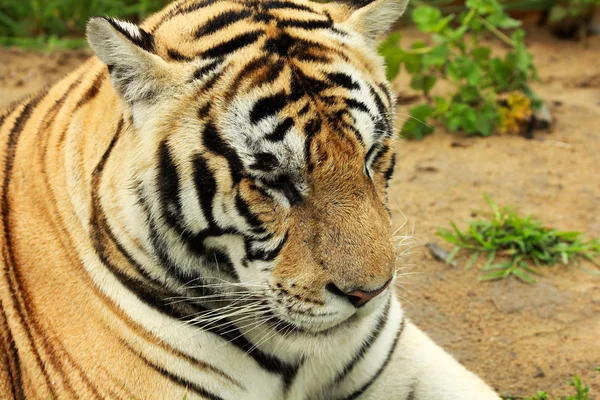 Siberian tiger have a rest — Stock Photo, Image