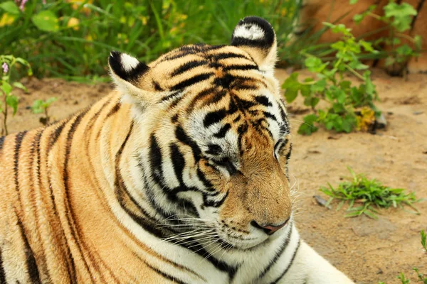 Сибирский тигр отдыхает — стоковое фото