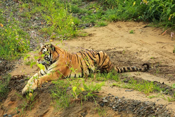 El tigre siberiano descansan — Foto de Stock