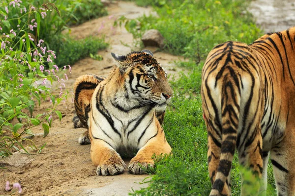 El tigre siberiano descansan — Foto de Stock