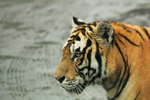 Siberian tiger walking along a path trail in the forest