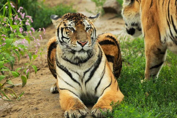 Siberische tijger heeft een rust — Stockfoto