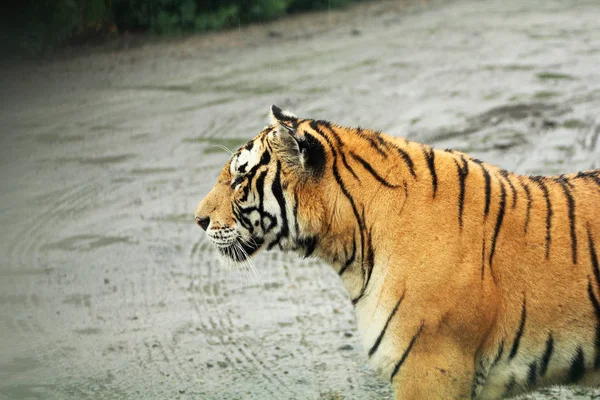 Siberian tiger — Stock Photo, Image