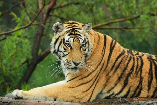Siberian tiger have a rest — Stock Photo, Image