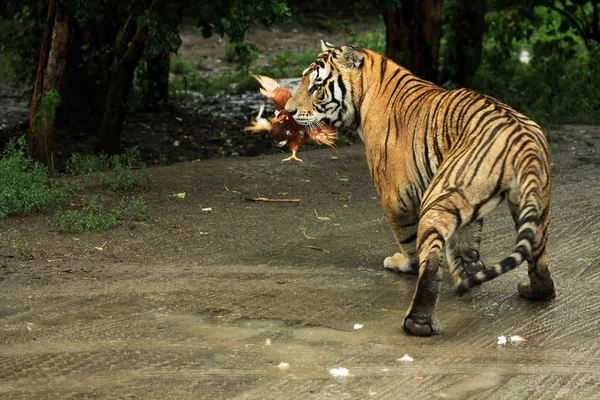 Tigre comiendo un pollo — Foto de Stock