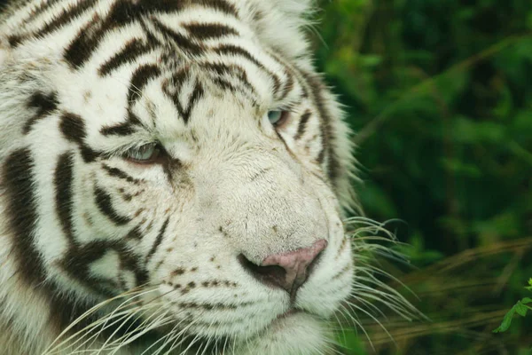 Siberian tiger — Stock Photo, Image