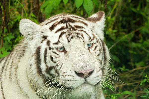 Tigre de Sibérie — Photo