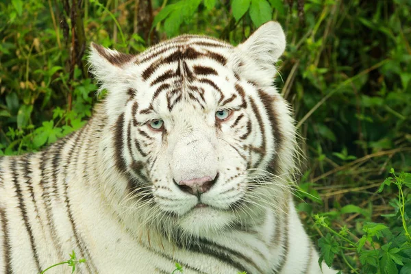 Tigre de Sibérie — Photo