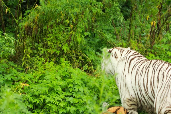 Tigre siberiano — Foto de Stock