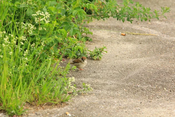 Bruant dans l'herbe verte — Photo