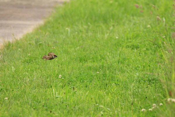 Passero in erba verde — Foto Stock