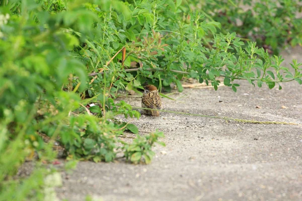 Sperling im grünen Gras — Stockfoto