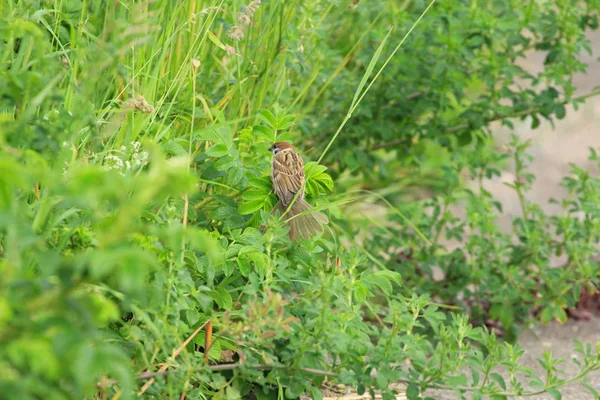 Pardal na grama verde — Fotografia de Stock