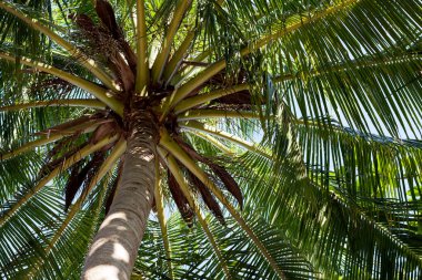 Parlak güneş ışınlarının altında bir arka plan olarak yeşil, güzel palmiye ağacı.