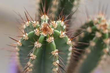 dikenli kaktüs yakın çekim