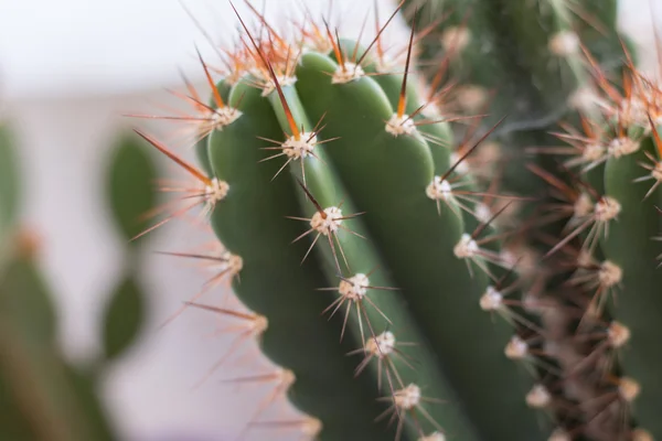 Prickly cactus Close up — Stock Photo, Image