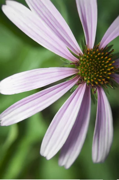 Echinacea flower photo. — Stock Photo, Image