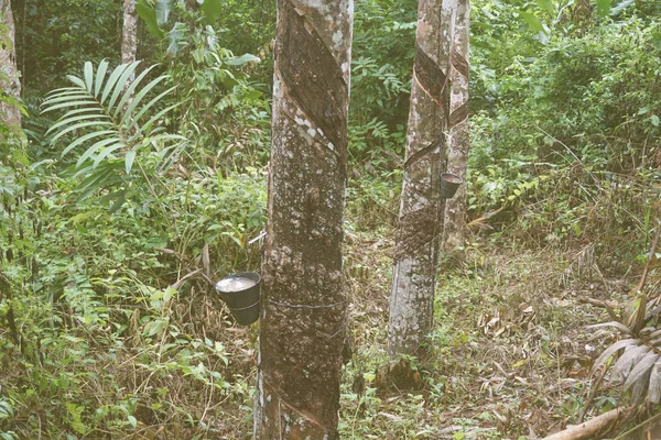 Árbol de goma en la plantación — Foto de Stock