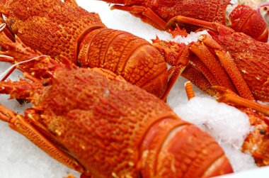 Sydney Balık pazarı