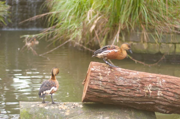 güzel kahverengi ördekler 