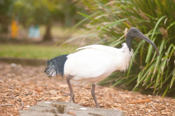 hasır boyunlu aynak 