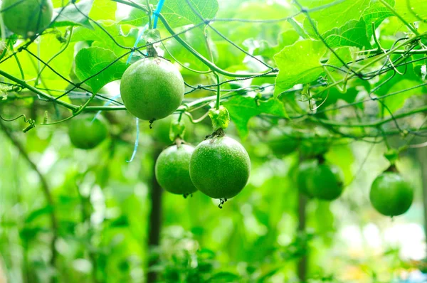 Árbol de fruta de la pasión — Foto de Stock