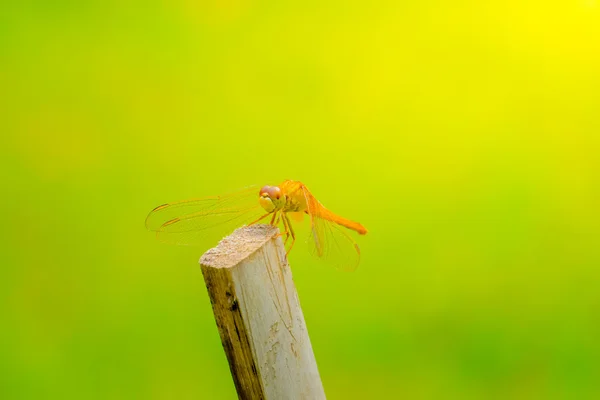 Dragonfly buiten op natte ochtend — Stockfoto