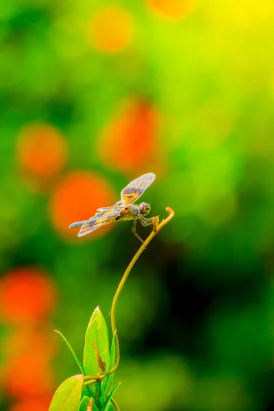 Libélula al aire libre en la mañana húmeda —  Fotos de Stock