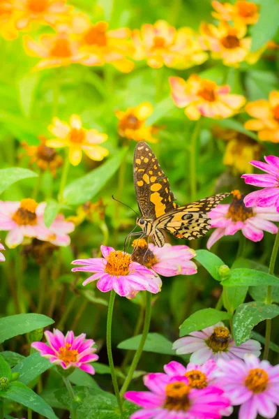 Das Hintergrundbild der bunten Blumen — Stockfoto