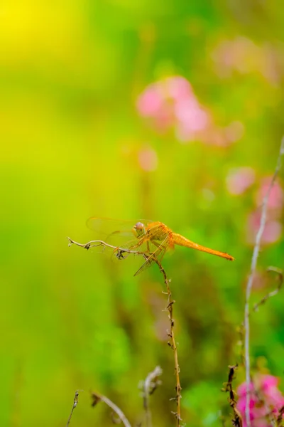 Dragonfly buiten op natte ochtend — Stockfoto