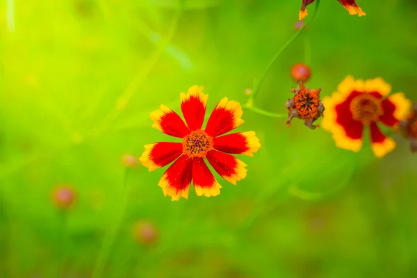 Das Hintergrundbild der bunten Blumen — Stockfoto