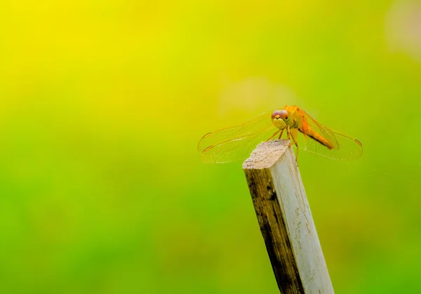 Dragonfly utomhus på blöt morgon — Stockfoto