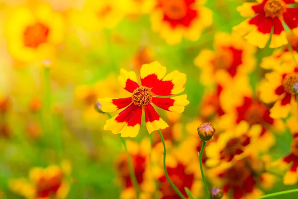 Das Hintergrundbild der bunten Blumen — Stockfoto