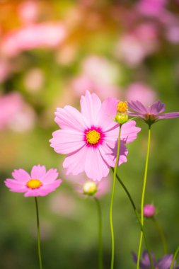 Pembe çiçekler cosmos güzel gün ışığına çiçek.
