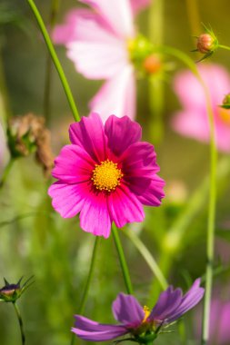 Pembe çiçekler cosmos güzel gün ışığına çiçek.