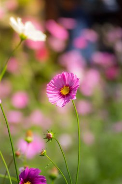Pembe çiçekler cosmos güzel gün ışığına çiçek.