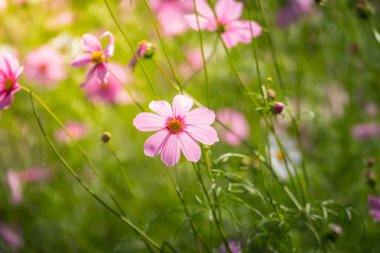 Pembe çiçekler cosmos güzel gün ışığına çiçek.