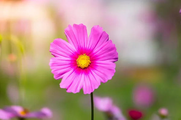 Rosa Blumen Kosmos blühen schön zum Morgenlicht. — Stockfoto