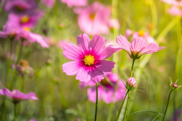Fiori rosa cosmo fioriscono splendidamente alla luce del mattino . — Foto Stock