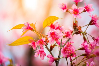 Sakura Chiang Mai, Tayland çiçek açan çiçek çiçekler